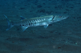Bali 2016 - Great Barracuda- Barracuda  - Sphyraena barracuda - IMG_5921_rc